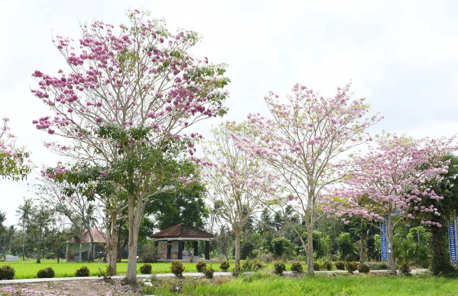 Thêm nhiều điểm check-in hoa kèn hồng tuyệt đẹp ở Cần Thơ - 7