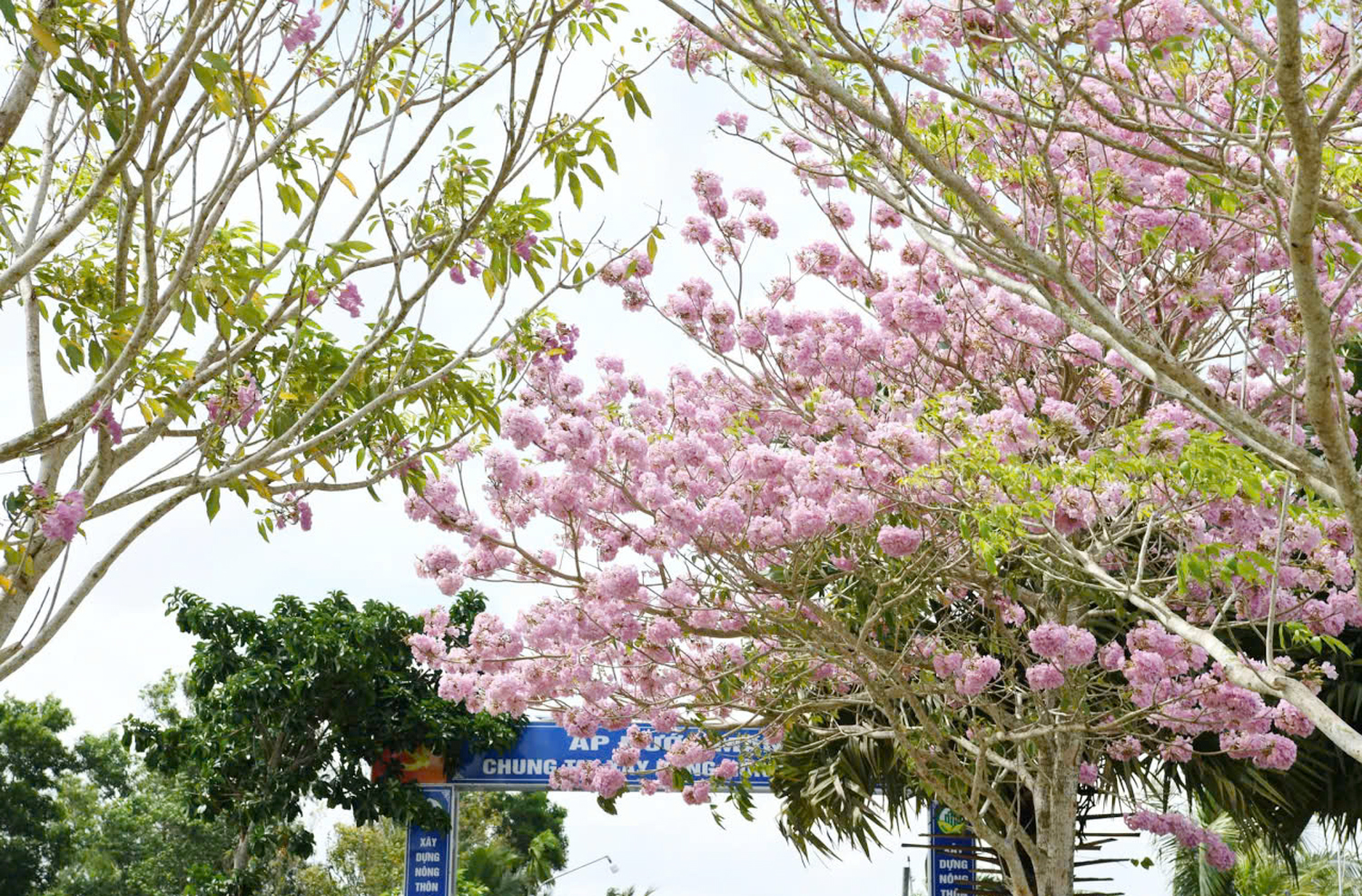 Thêm nhiều điểm check-in hoa kèn hồng tuyệt đẹp ở Cần Thơ - 8