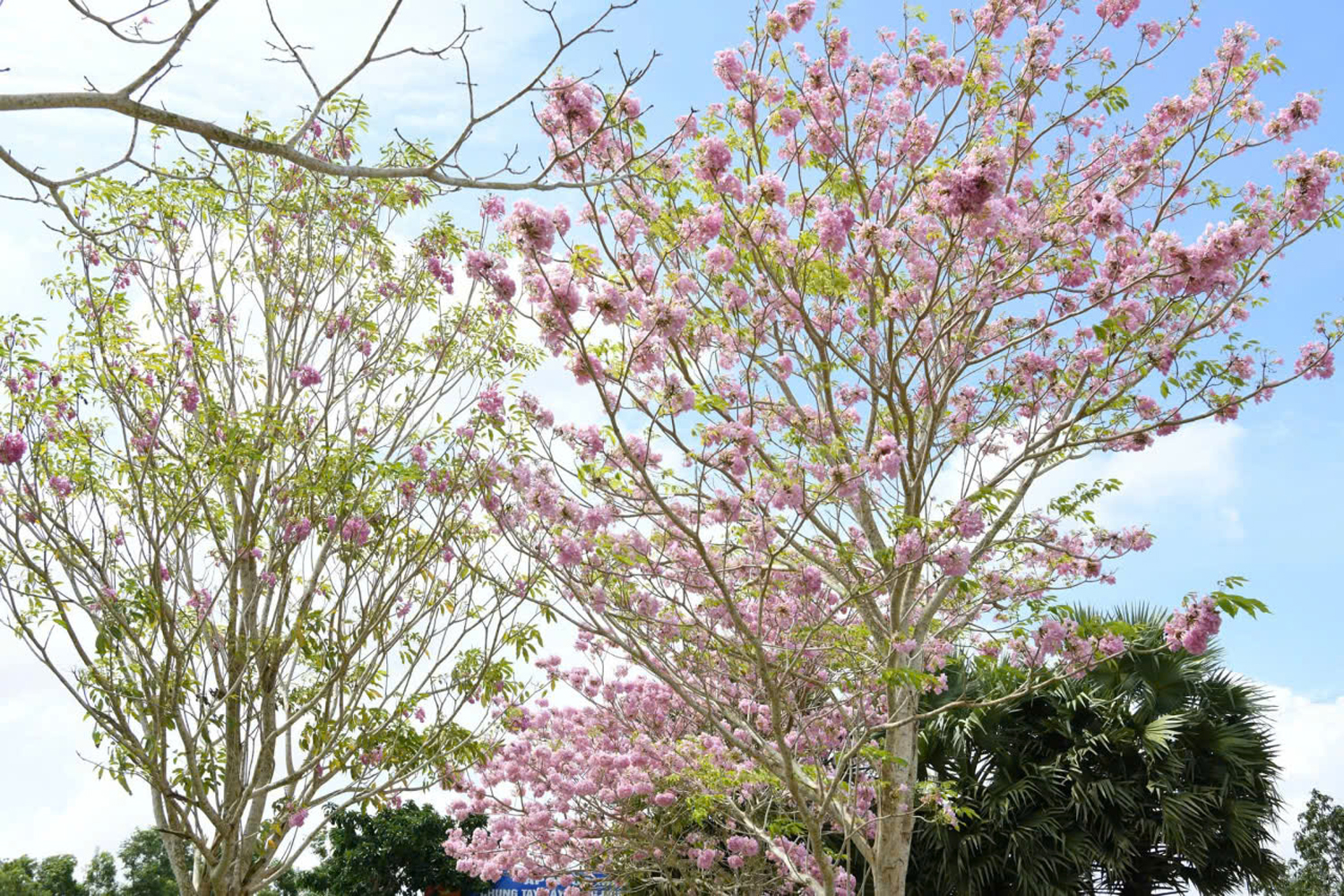 Thêm nhiều điểm check-in hoa kèn hồng tuyệt đẹp ở Cần Thơ - 9