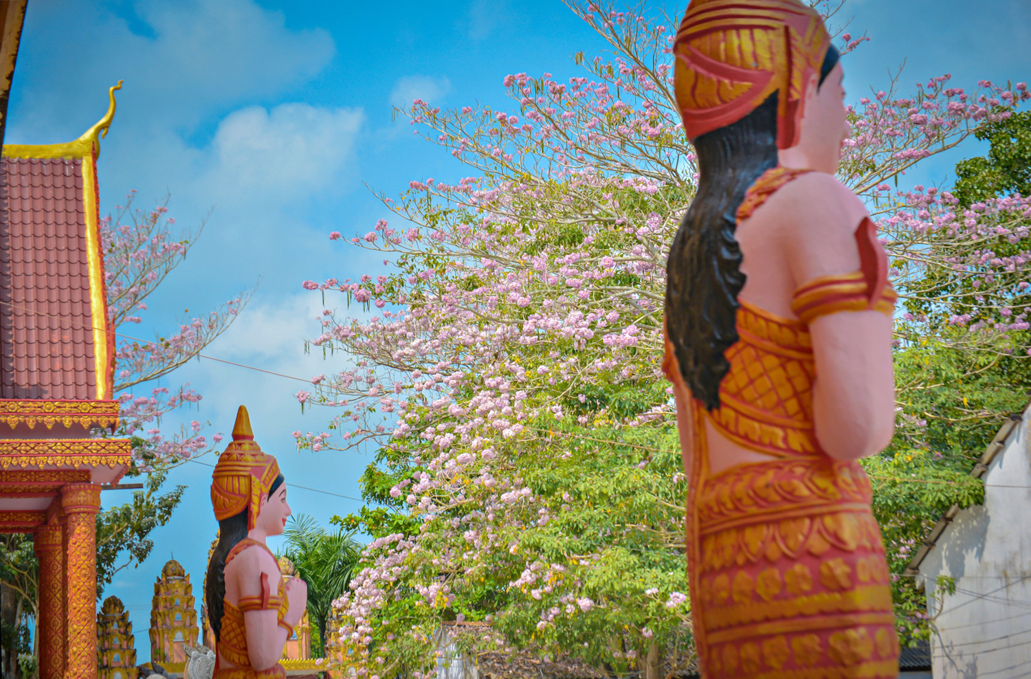 Thêm nhiều điểm check-in hoa kèn hồng tuyệt đẹp ở Cần Thơ - 10