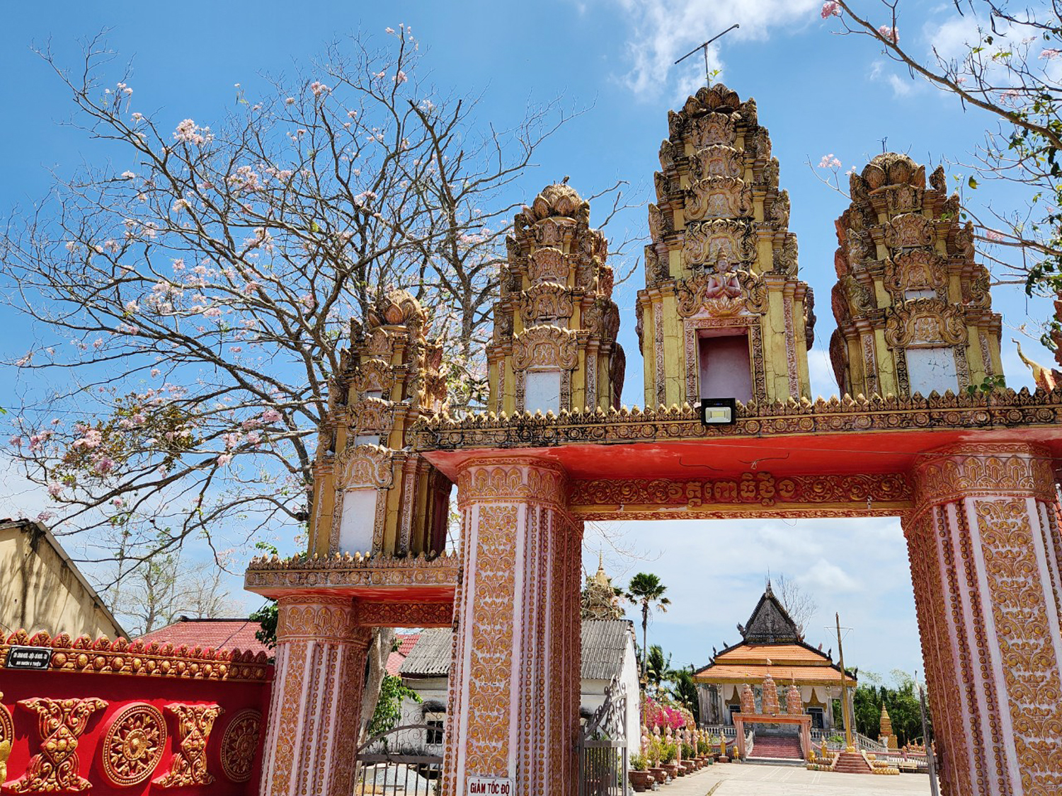 Thêm nhiều điểm check-in hoa kèn hồng tuyệt đẹp ở Cần Thơ - 13