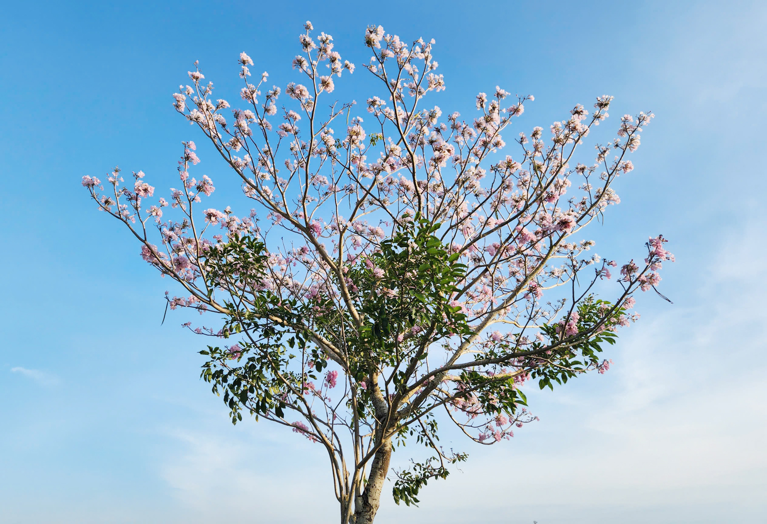 Thêm nhiều điểm check-in hoa kèn hồng tuyệt đẹp ở Cần Thơ - 14