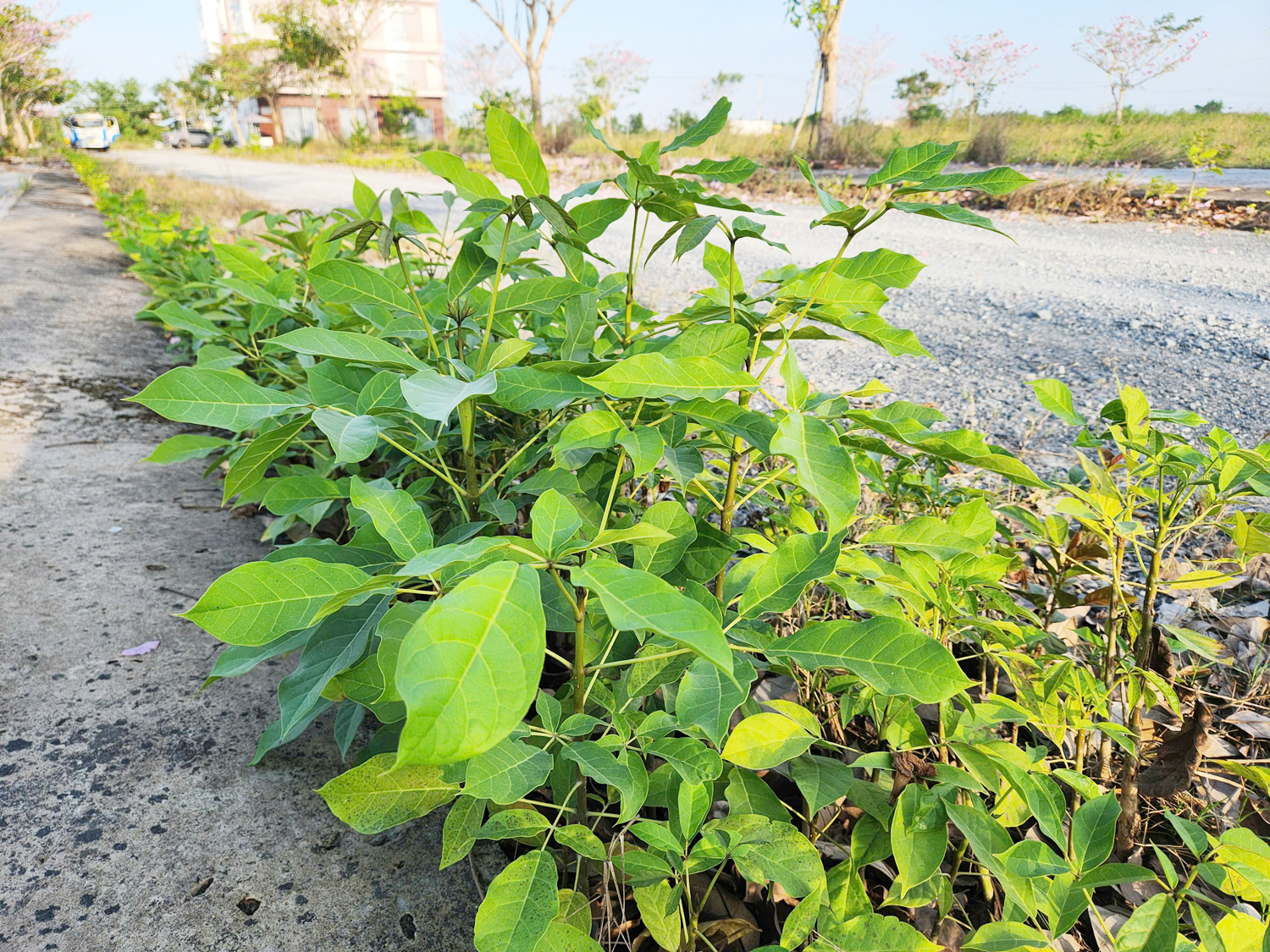 Thêm nhiều điểm check-in hoa kèn hồng tuyệt đẹp ở Cần Thơ - 15