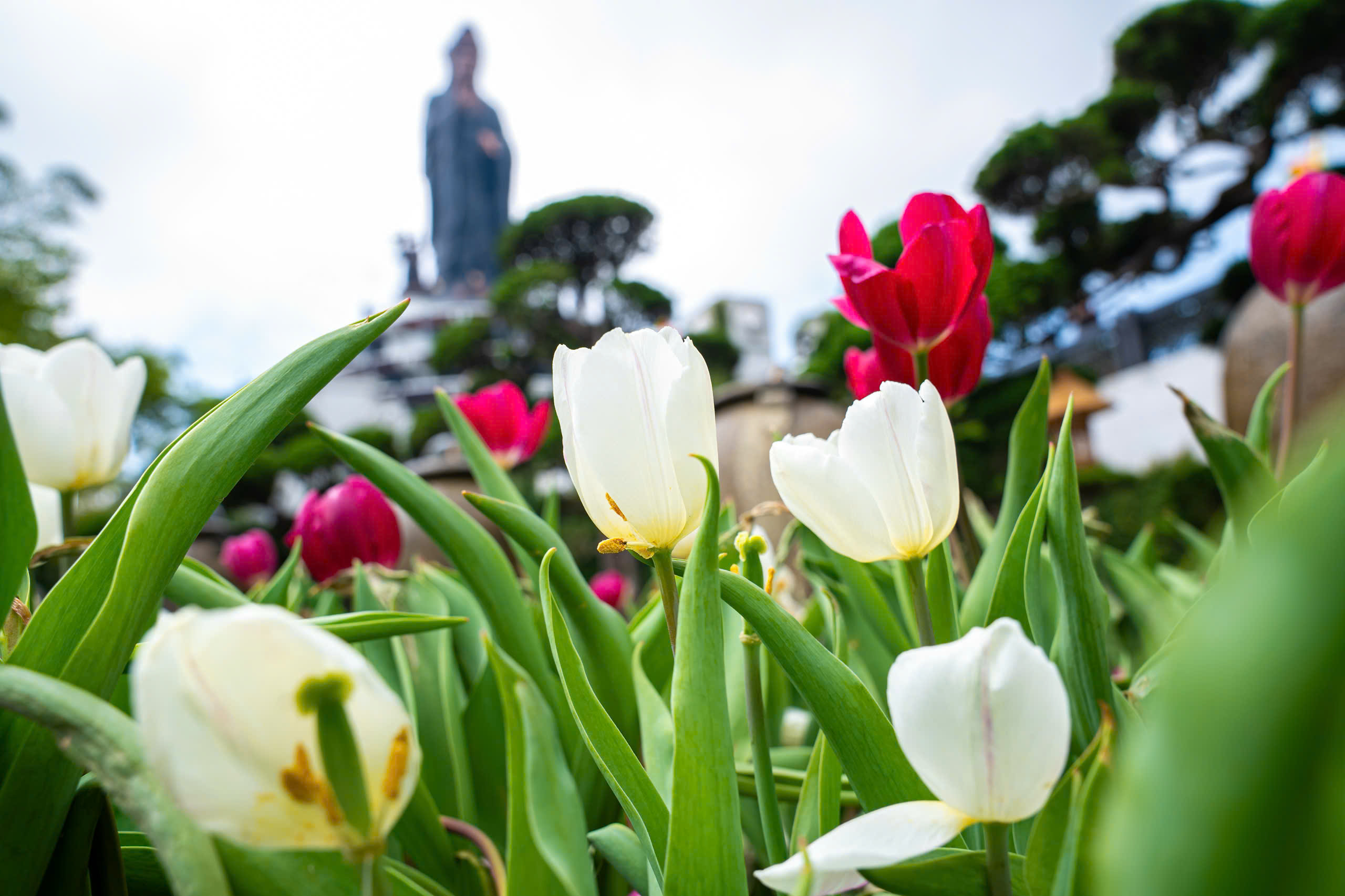 Lên đỉnh núi Bà Đen giữa mùa hoa tulip rực rỡ - 1