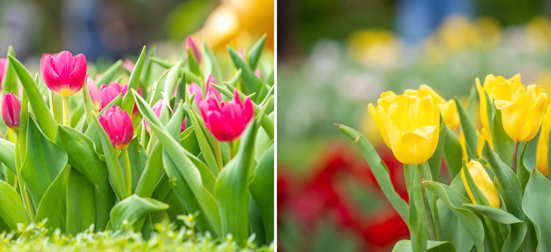 Lên đỉnh núi Bà Đen giữa mùa hoa tulip rực rỡ - 2