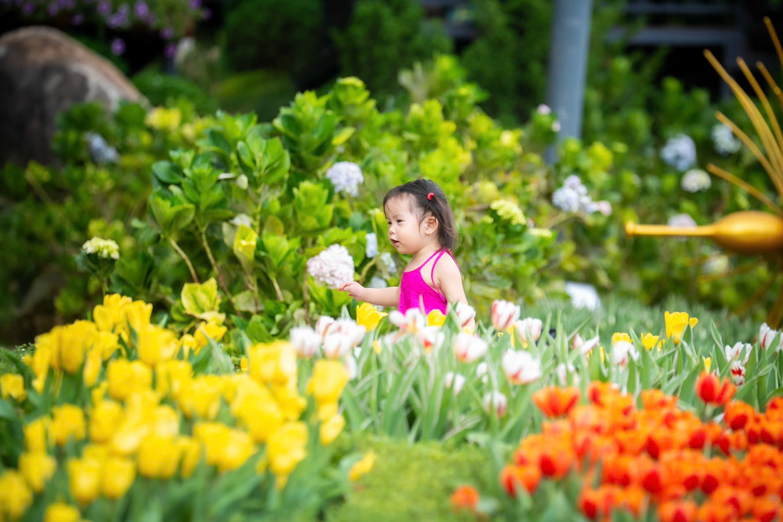 Lên đỉnh núi Bà Đen giữa mùa hoa tulip rực rỡ - 5