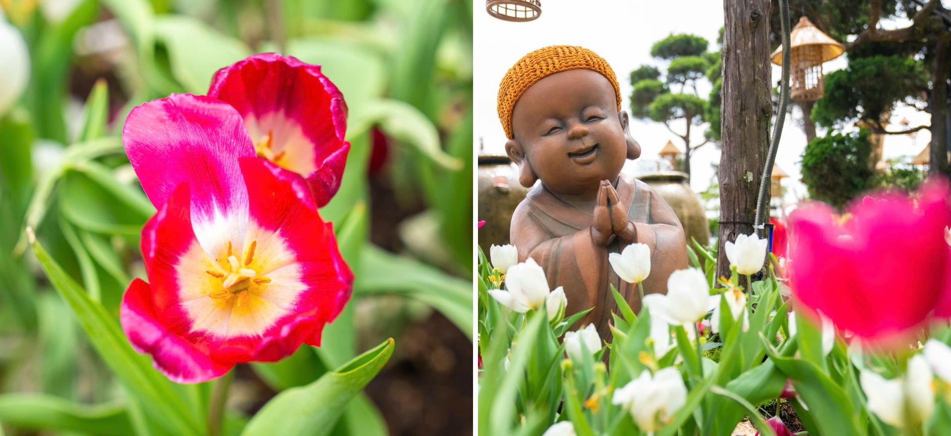 Lên đỉnh núi Bà Đen giữa mùa hoa tulip rực rỡ - 7