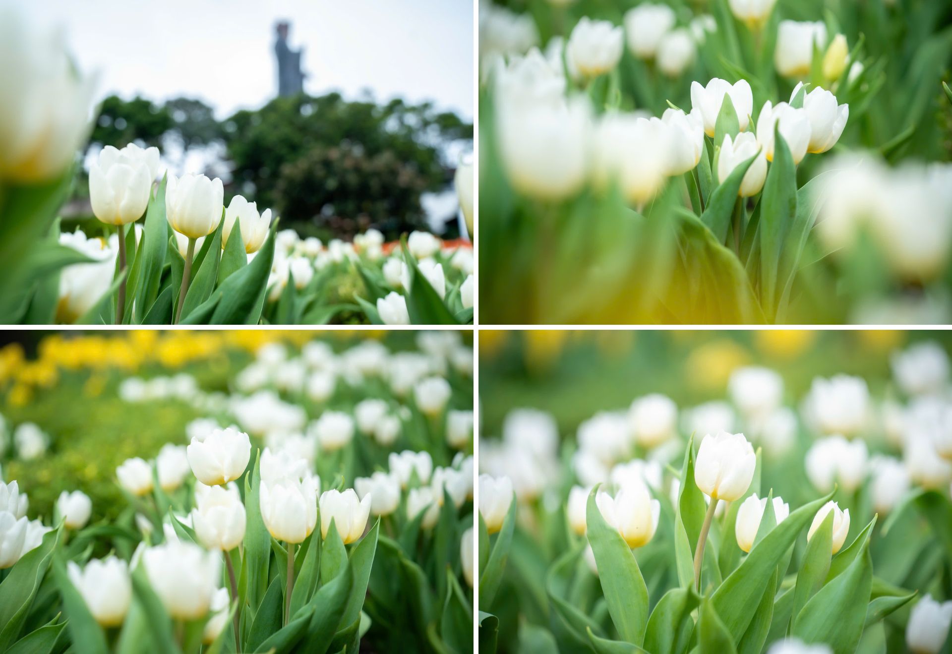 Lên đỉnh núi Bà Đen giữa mùa hoa tulip rực rỡ - 12