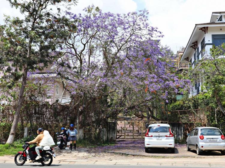 Lên Đà Lạt ngắm hoa phượng tím đang nở rộ