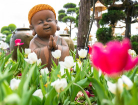  - Lên đỉnh núi Bà Đen giữa mùa hoa tulip rực rỡ