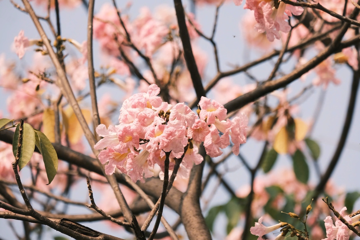 thang 3, hoa ken nhuom sac hong nhieu tuyen pho tp.hcm - 8