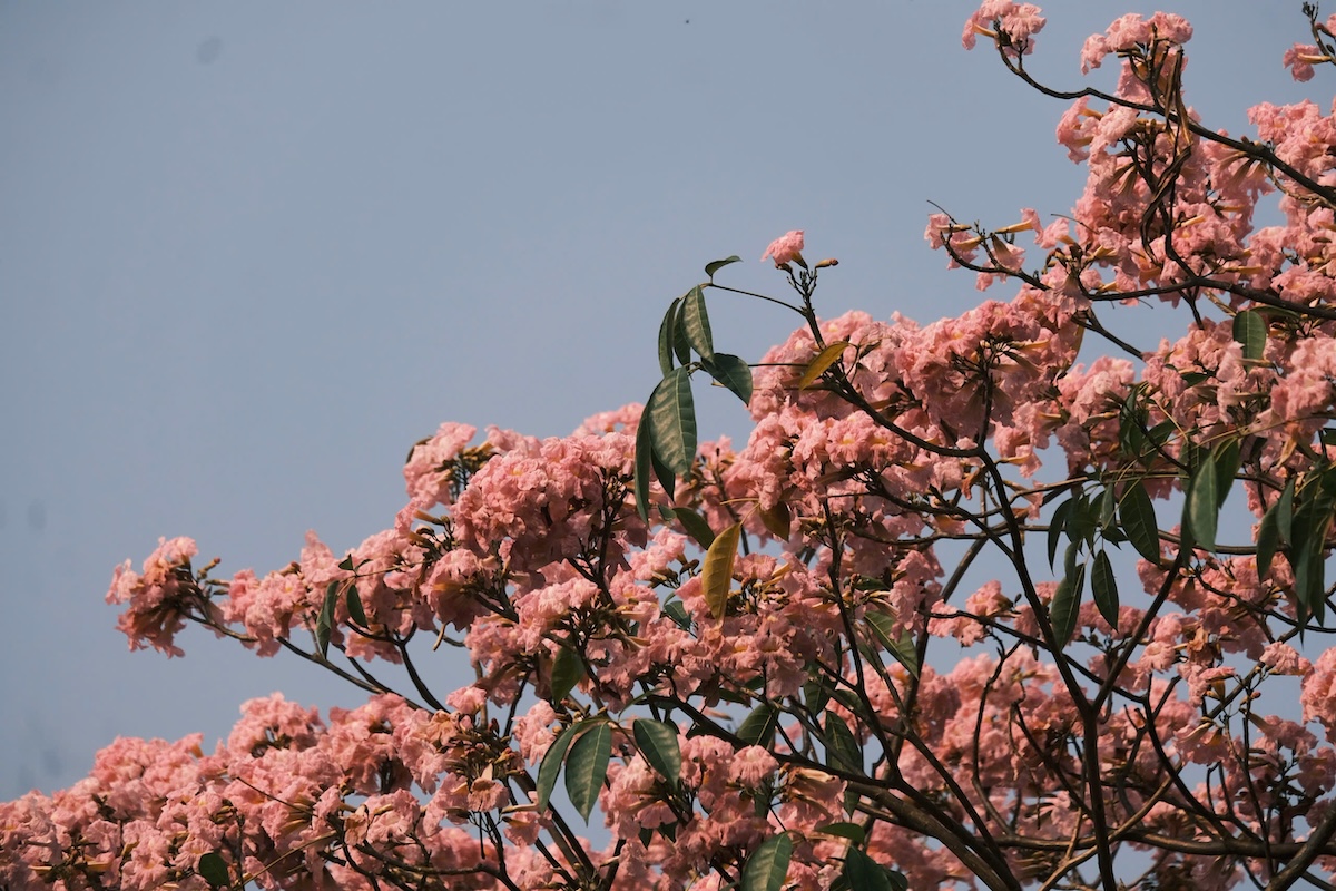 thang 3, hoa ken nhuom sac hong nhieu tuyen pho tp.hcm - 11