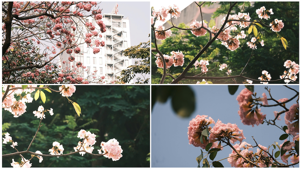 thang 3, hoa ken nhuom sac hong nhieu tuyen pho tp.hcm - 4