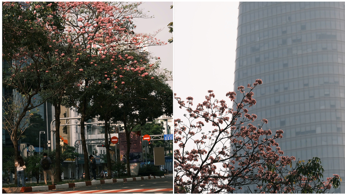 thang 3, hoa ken nhuom sac hong nhieu tuyen pho tp.hcm - 1