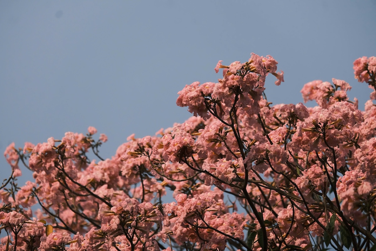 thang 3, hoa ken nhuom sac hong nhieu tuyen pho tp.hcm - 2