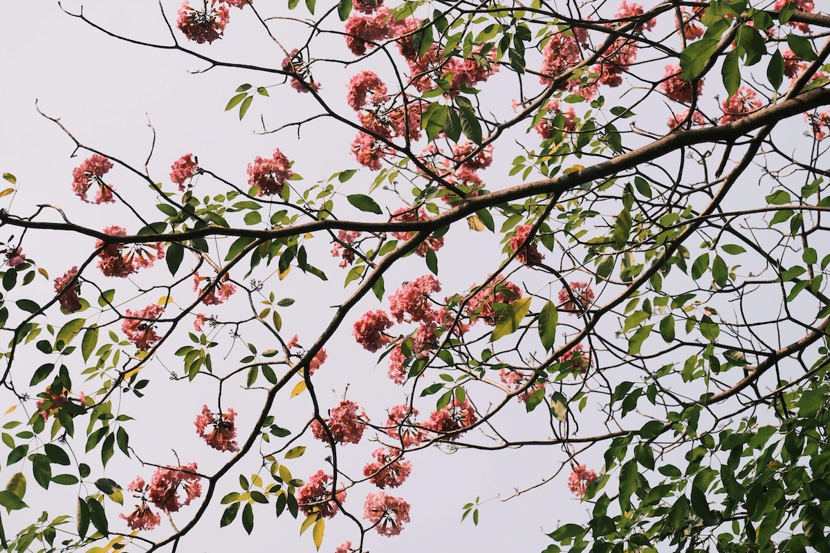 thang 3, hoa ken nhuom sac hong nhieu tuyen pho tp.hcm - 3