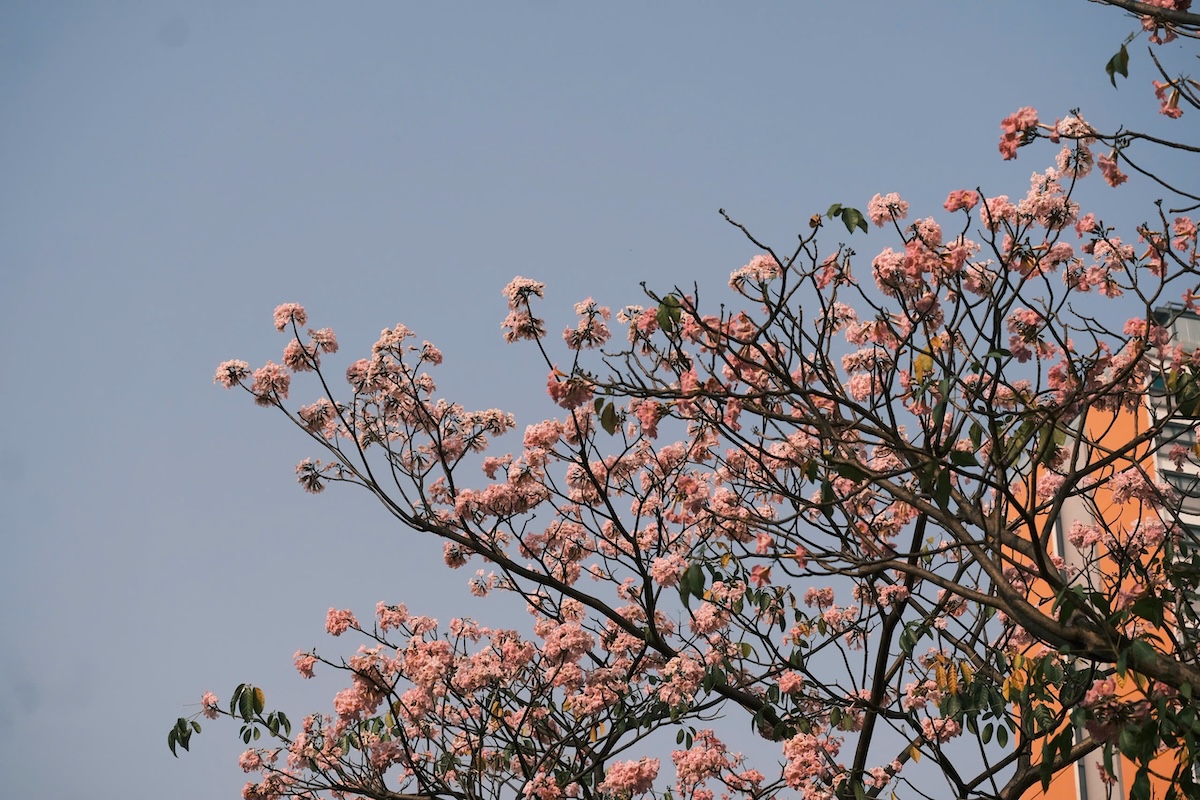 thang 3, hoa ken nhuom sac hong nhieu tuyen pho tp.hcm - 5