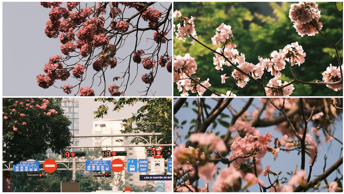 thang 3, hoa ken nhuom sac hong nhieu tuyen pho tp.hcm - 9