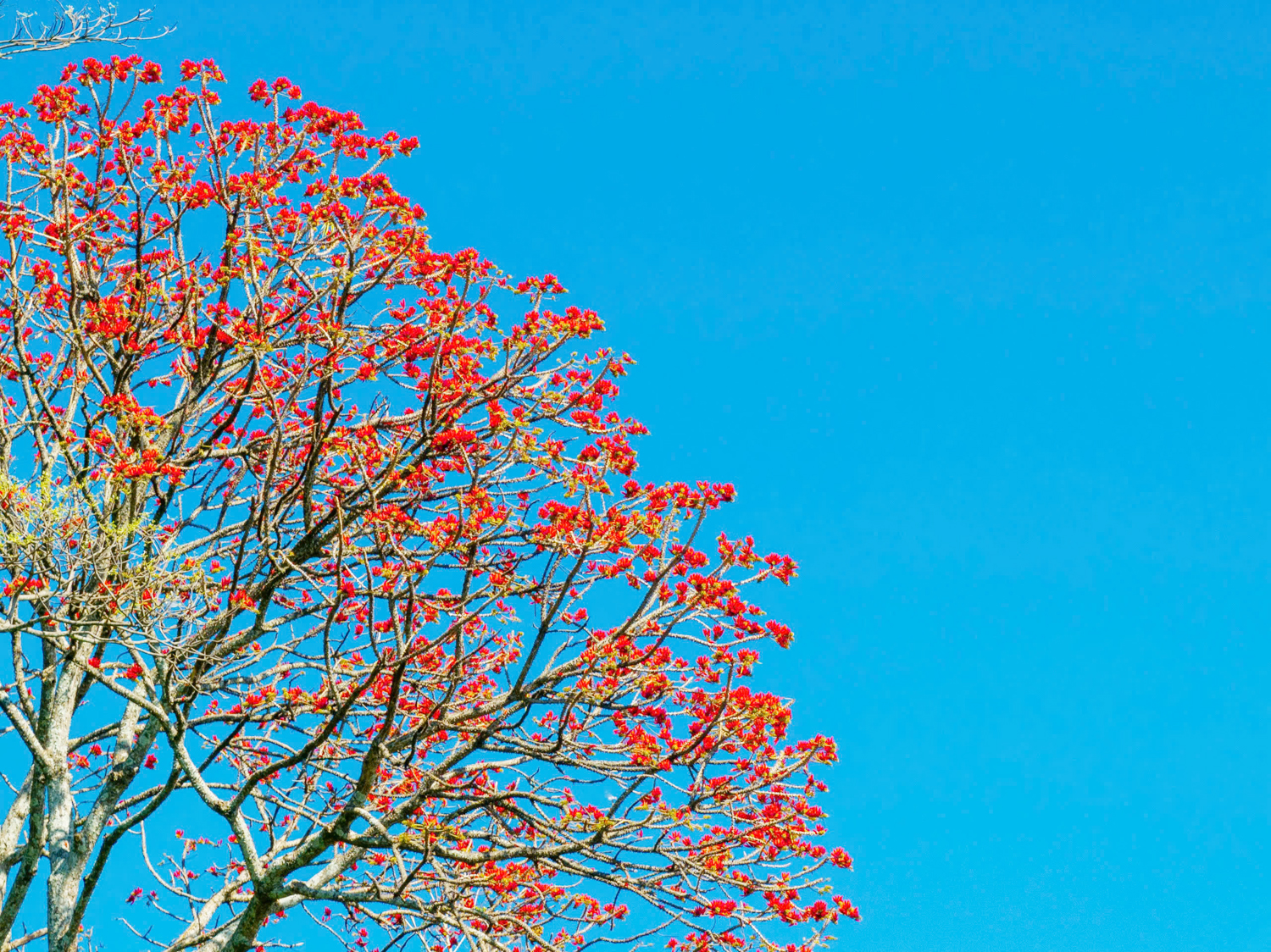 Hoa vông nem vào mùa nở rộ như ‘lửa đỏ’ khắp núi Bà Đen - 1