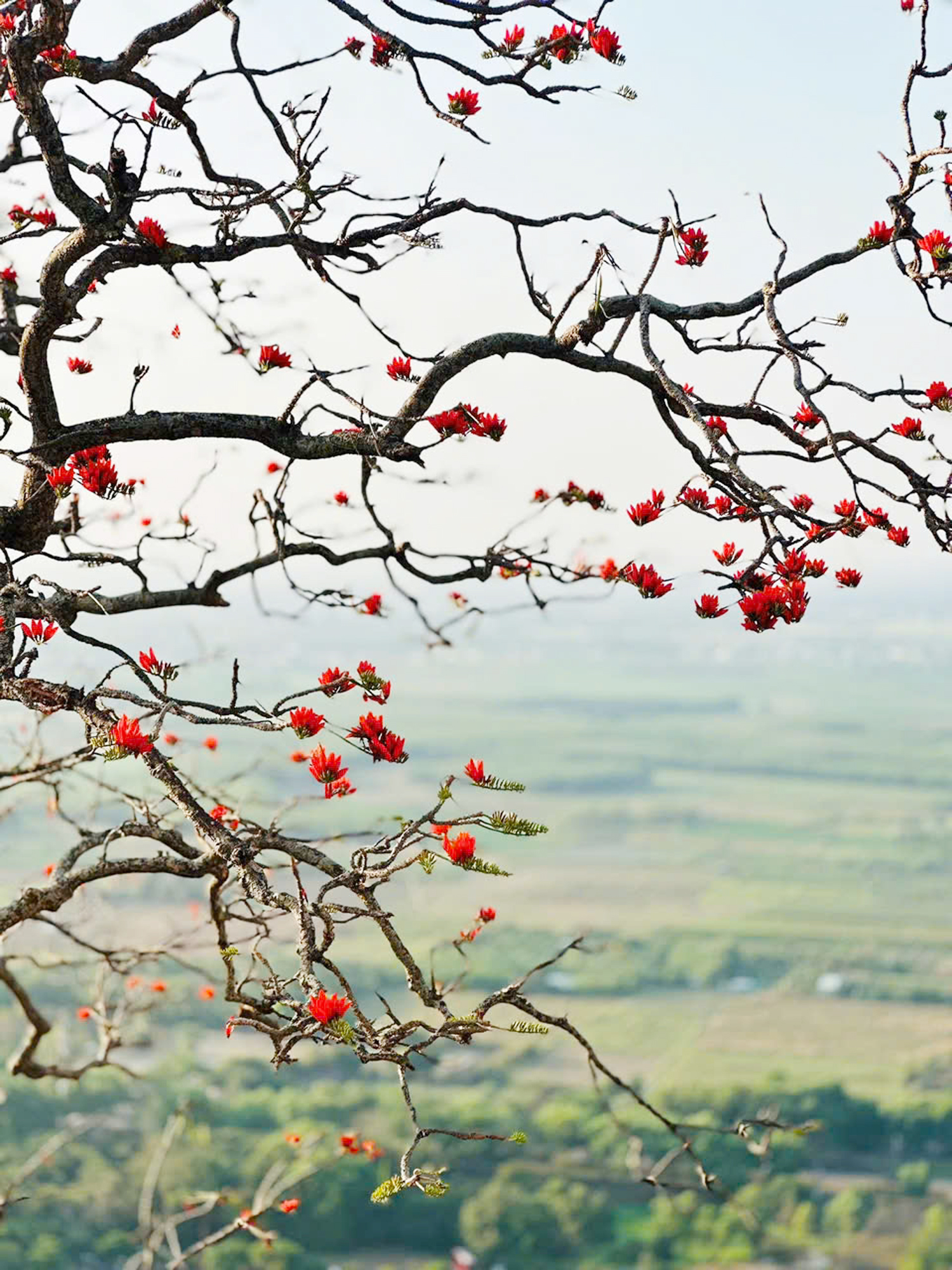 Hoa vông nem vào mùa nở rộ như ‘lửa đỏ’ khắp núi Bà Đen - 2