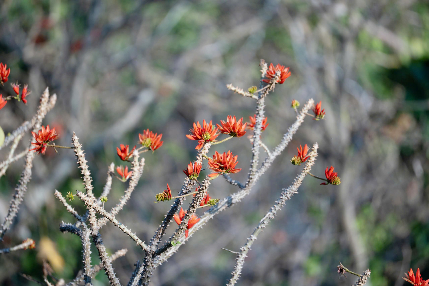 Hoa vông nem vào mùa nở rộ như ‘lửa đỏ’ khắp núi Bà Đen - 3