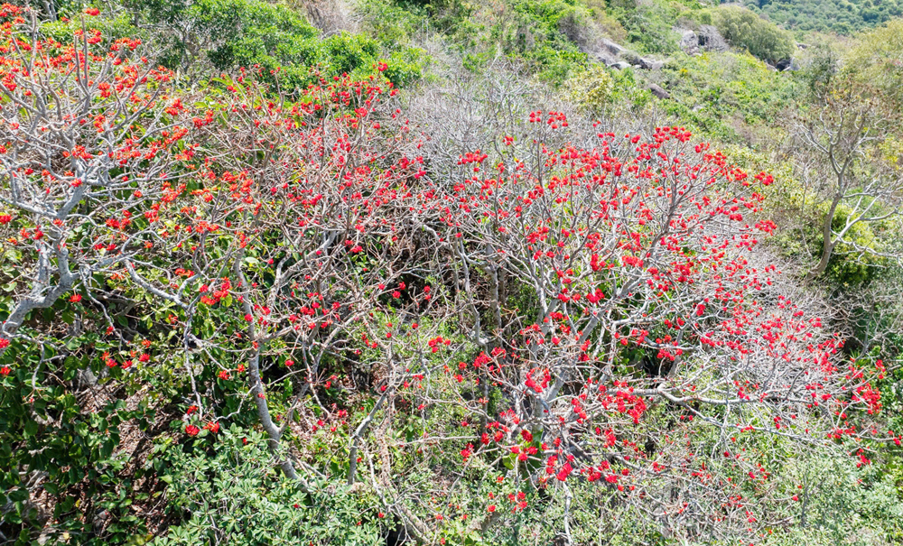 Hoa vông nem vào mùa nở rộ như ‘lửa đỏ’ khắp núi Bà Đen - 4