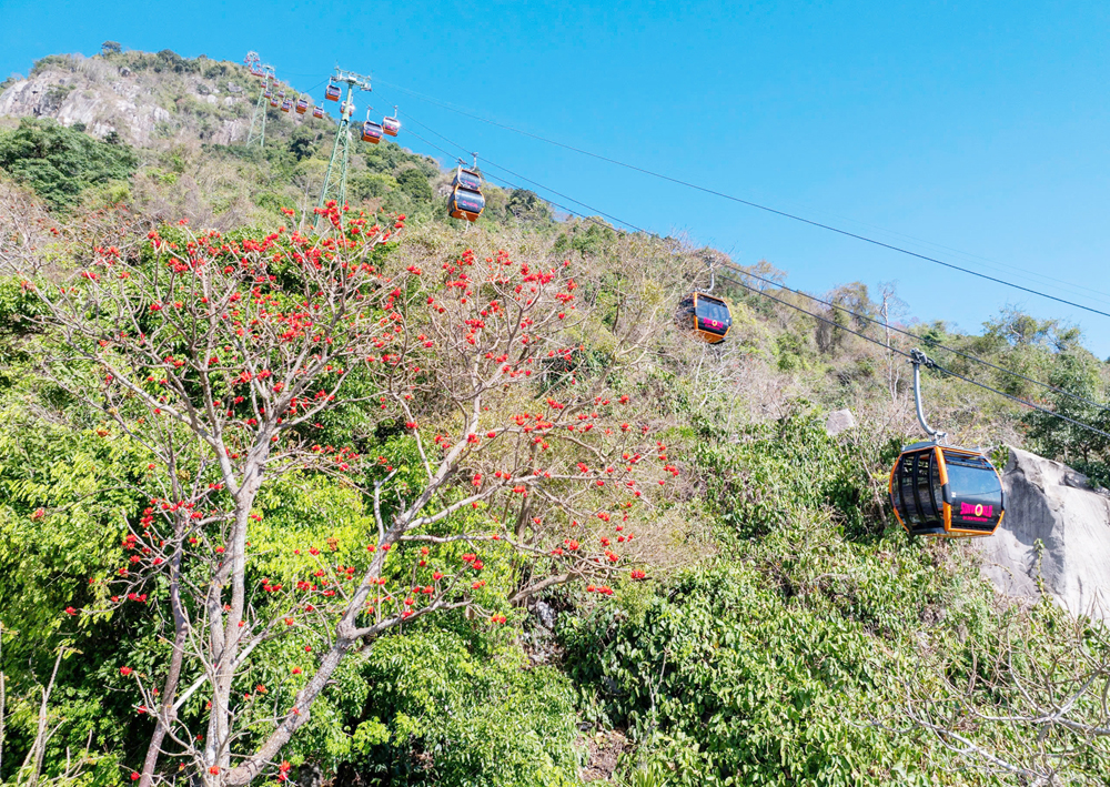 Hoa vông nem vào mùa nở rộ như ‘lửa đỏ’ khắp núi Bà Đen - 5