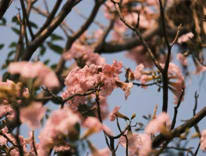  - Tháng 3, kèn hồng nhuộm sắc nhiều tuyến phố TP.HCM