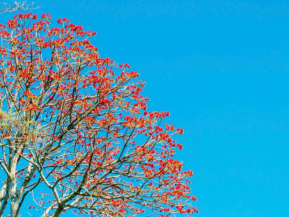  - Hoa vông nem vào mùa nở rộ như ‘lửa đỏ’ khắp núi Bà Đen