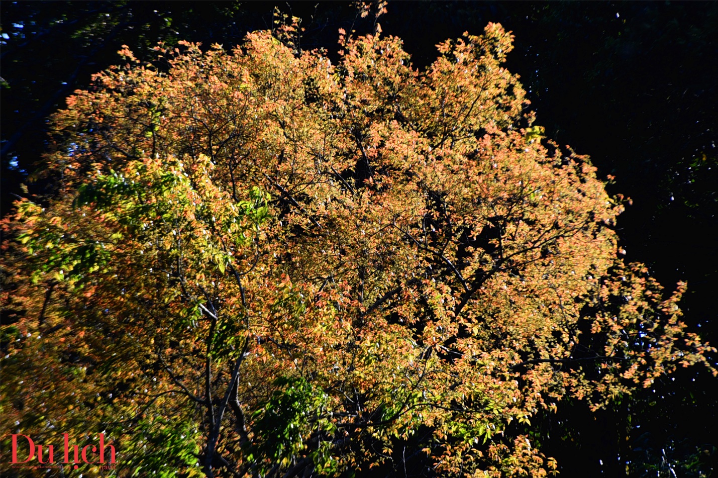 hoang hon day chat tho o thien duong nghi duong mang den - 5