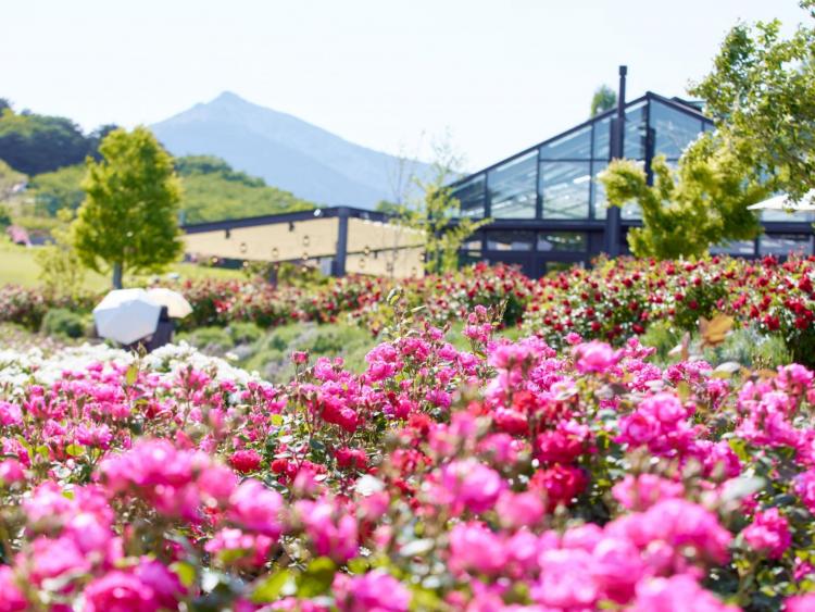 Kanto rực rỡ những mùa hoa