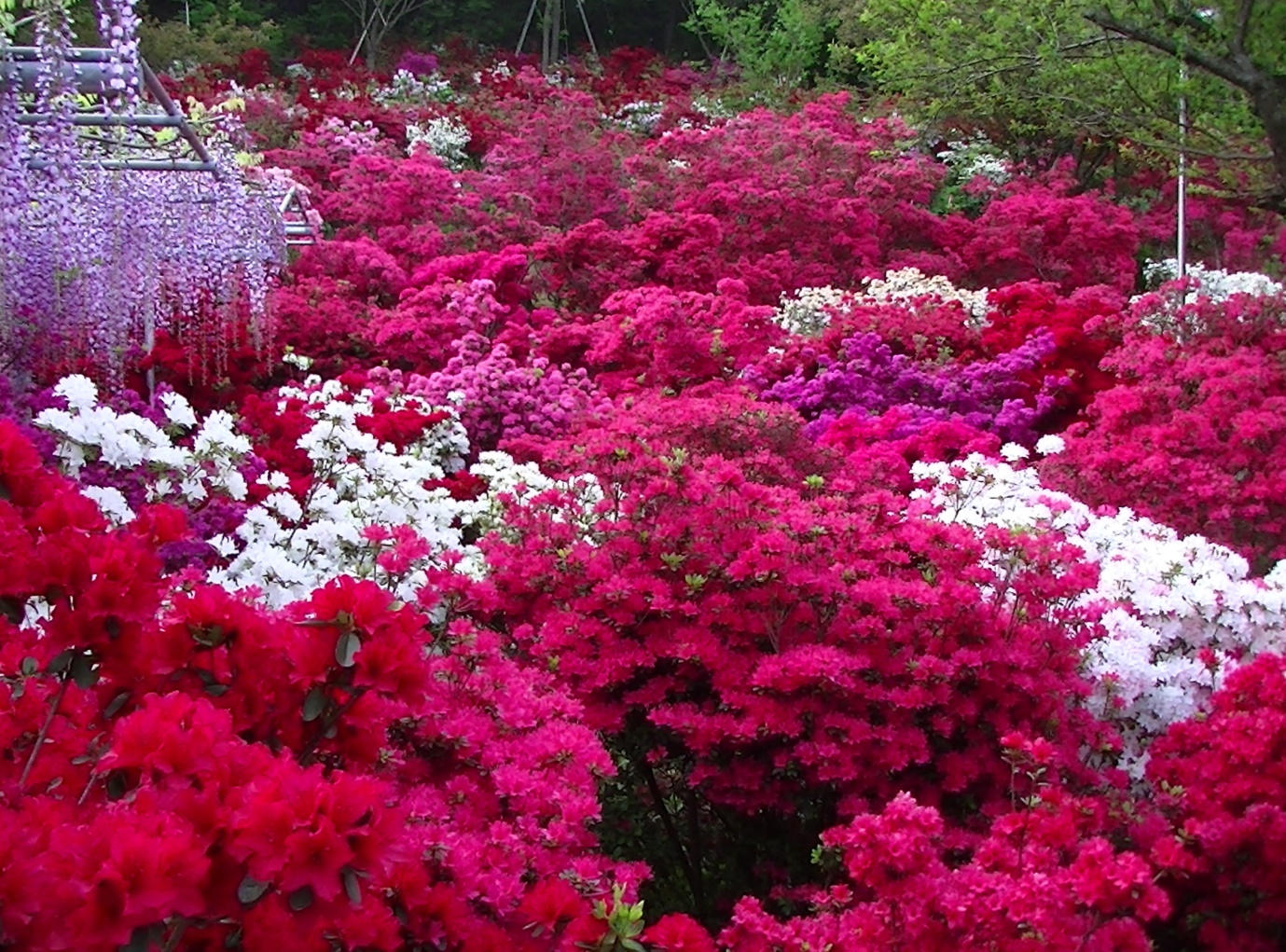 kanto ruc ro nhung mua hoa - 4