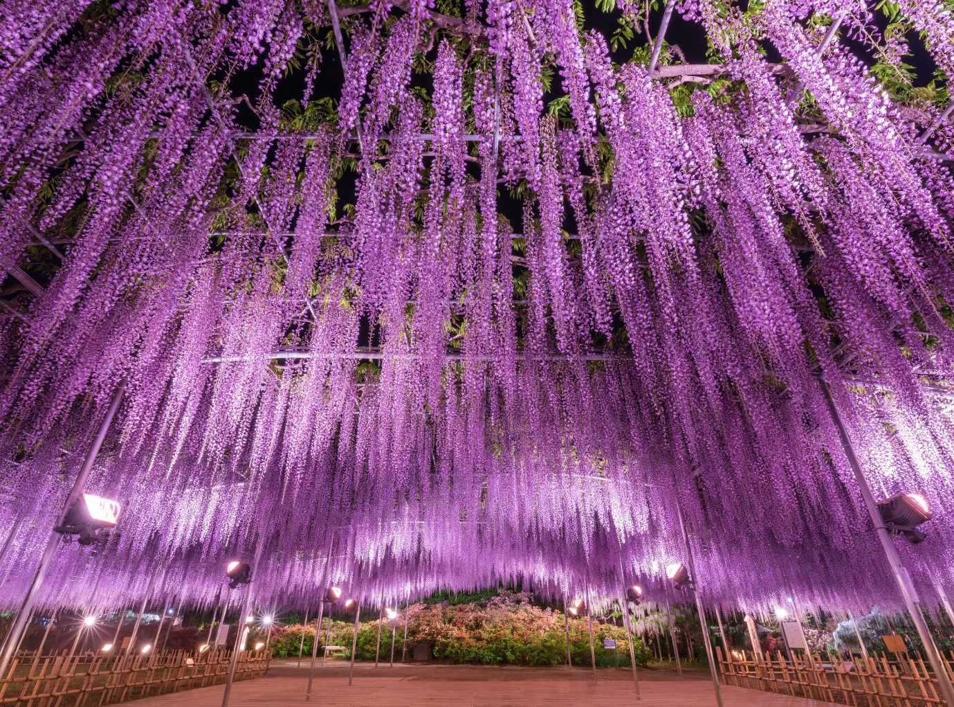 kanto ruc ro nhung mua hoa - 3