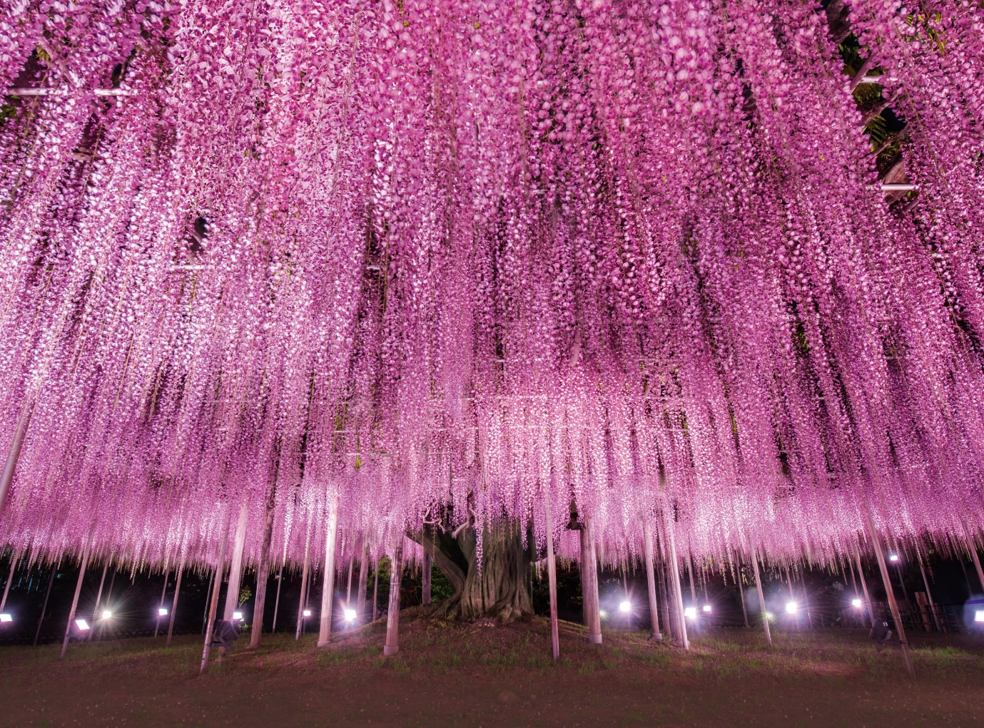 kanto ruc ro nhung mua hoa - 2