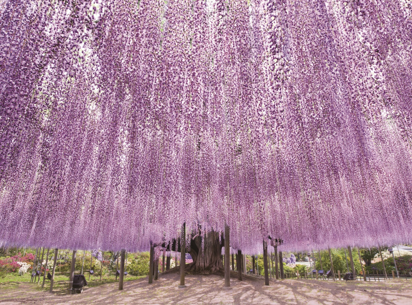 kanto ruc ro nhung mua hoa - 1