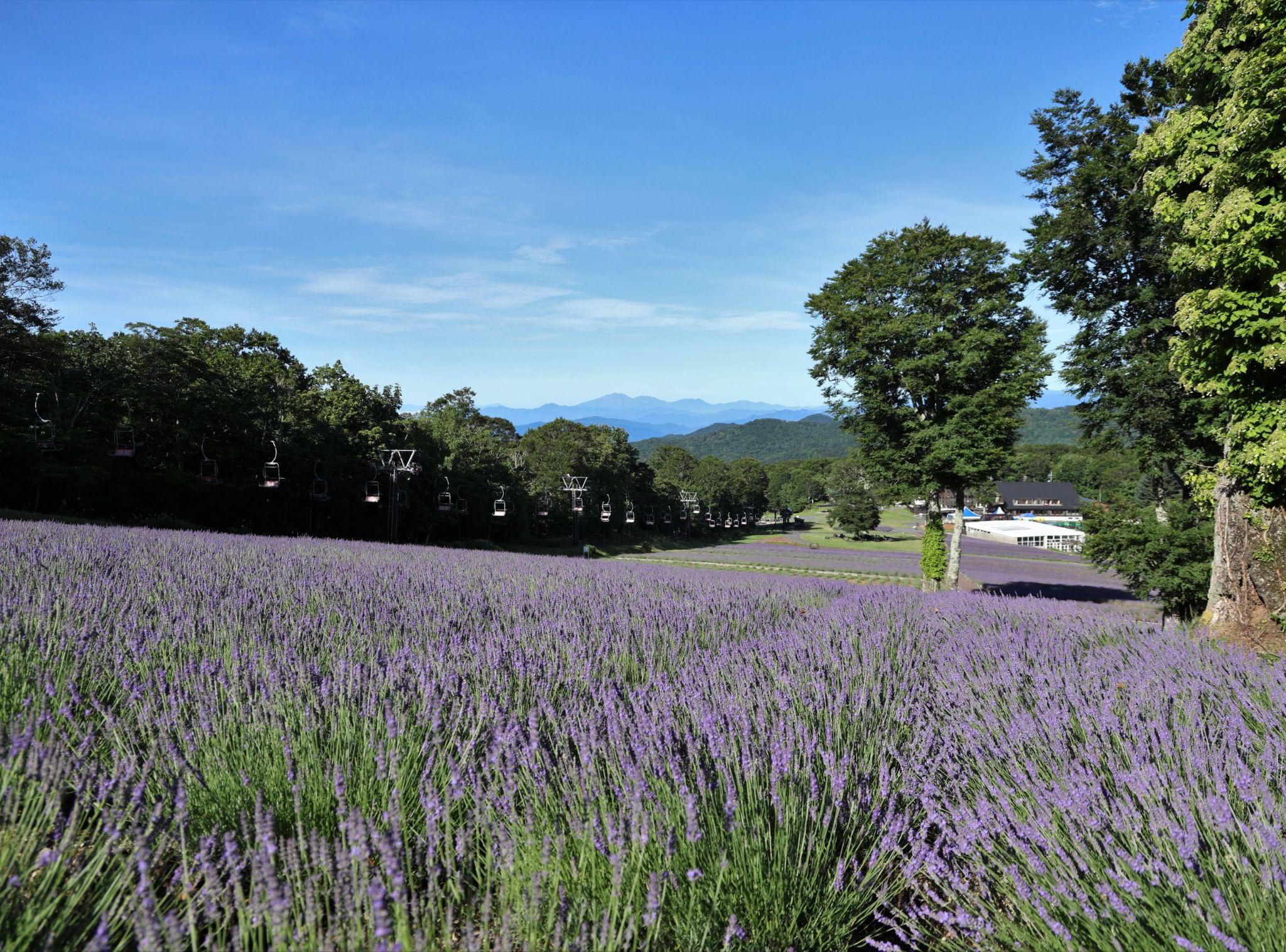 kanto ruc ro nhung mua hoa - 12
