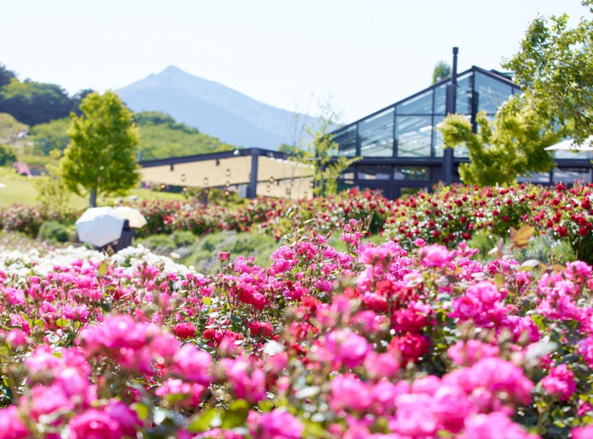 kanto ruc ro nhung mua hoa - 6