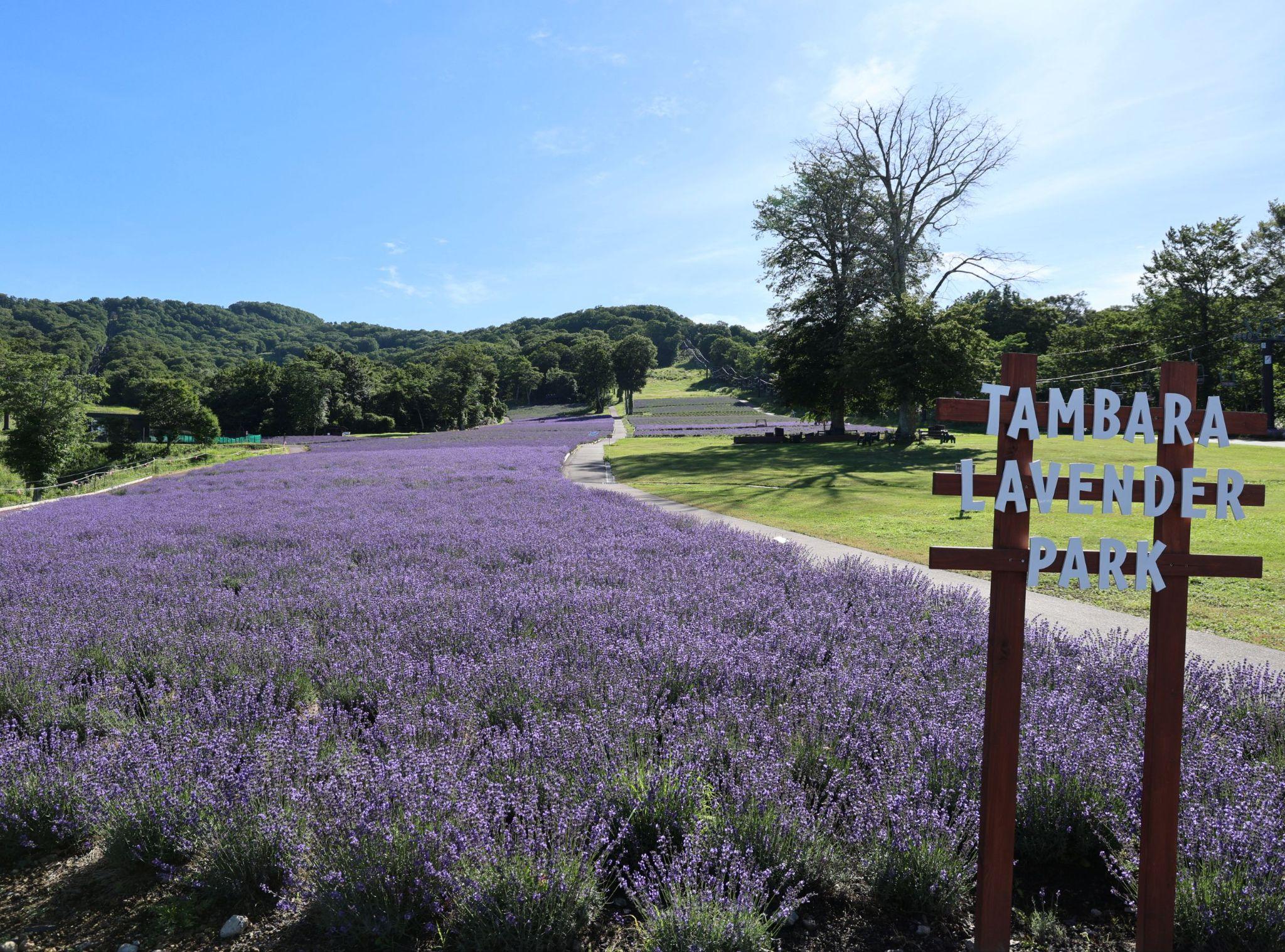 kanto ruc ro nhung mua hoa - 10
