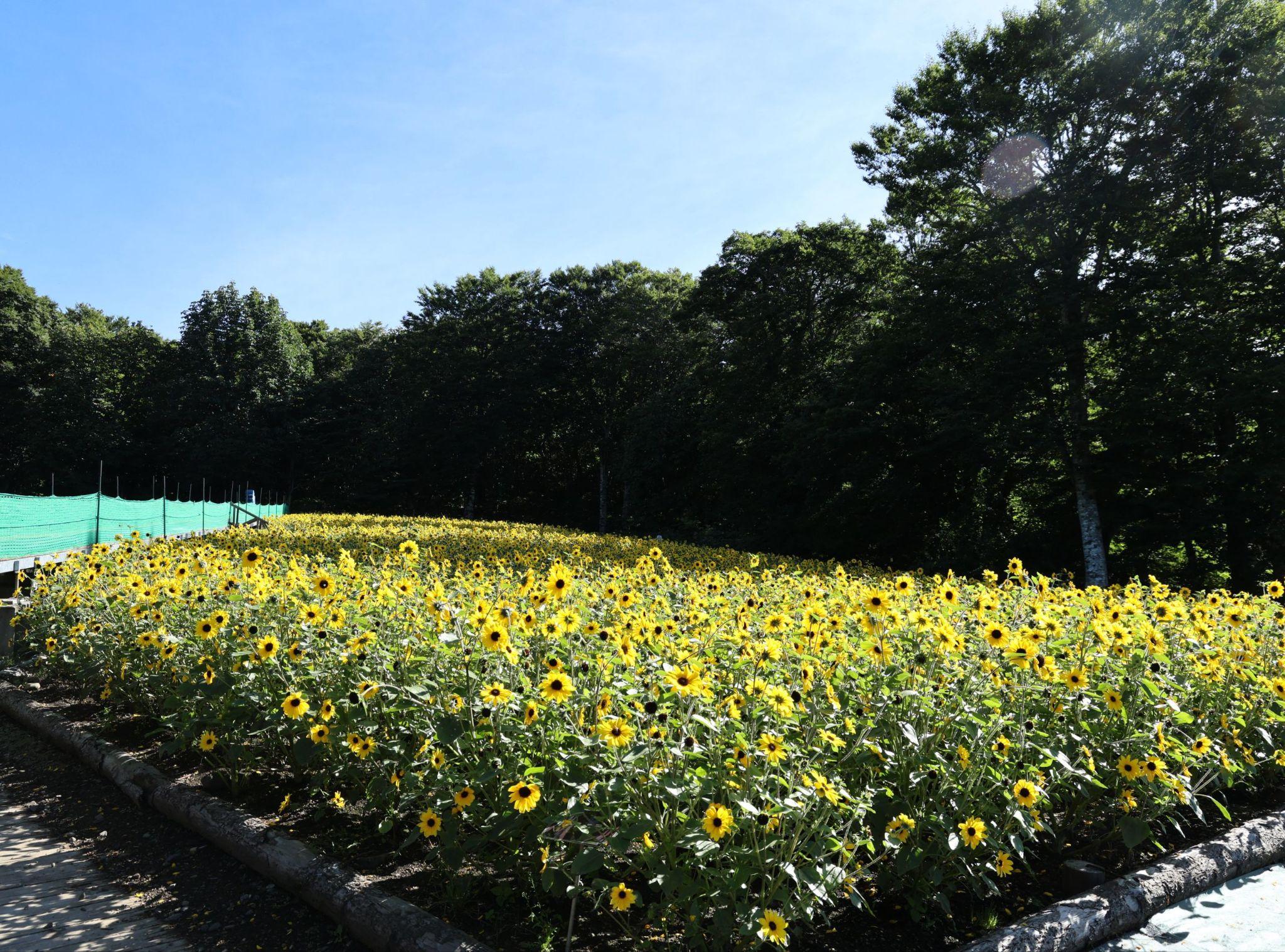 kanto ruc ro nhung mua hoa - 14