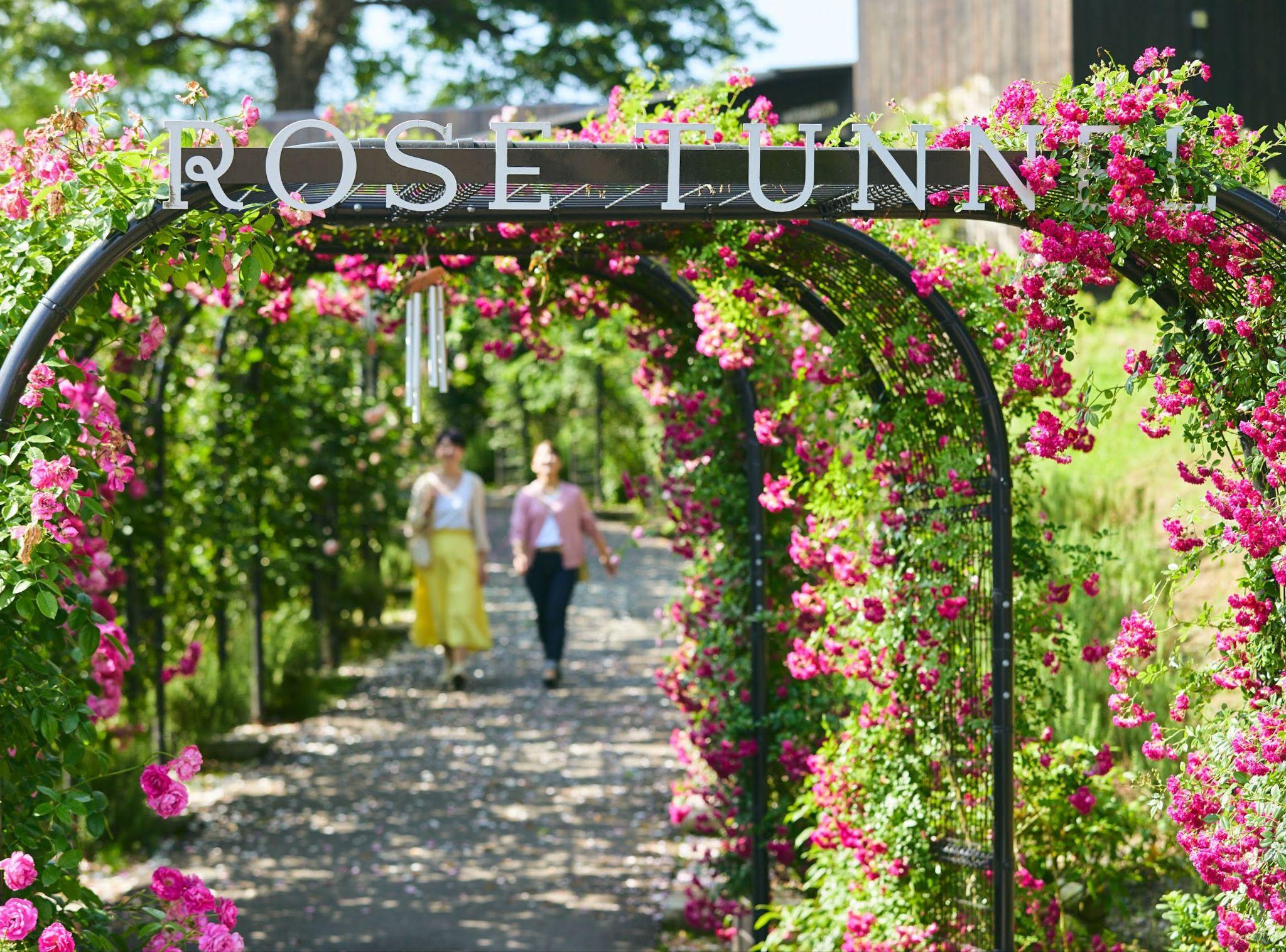 kanto ruc ro nhung mua hoa - 7