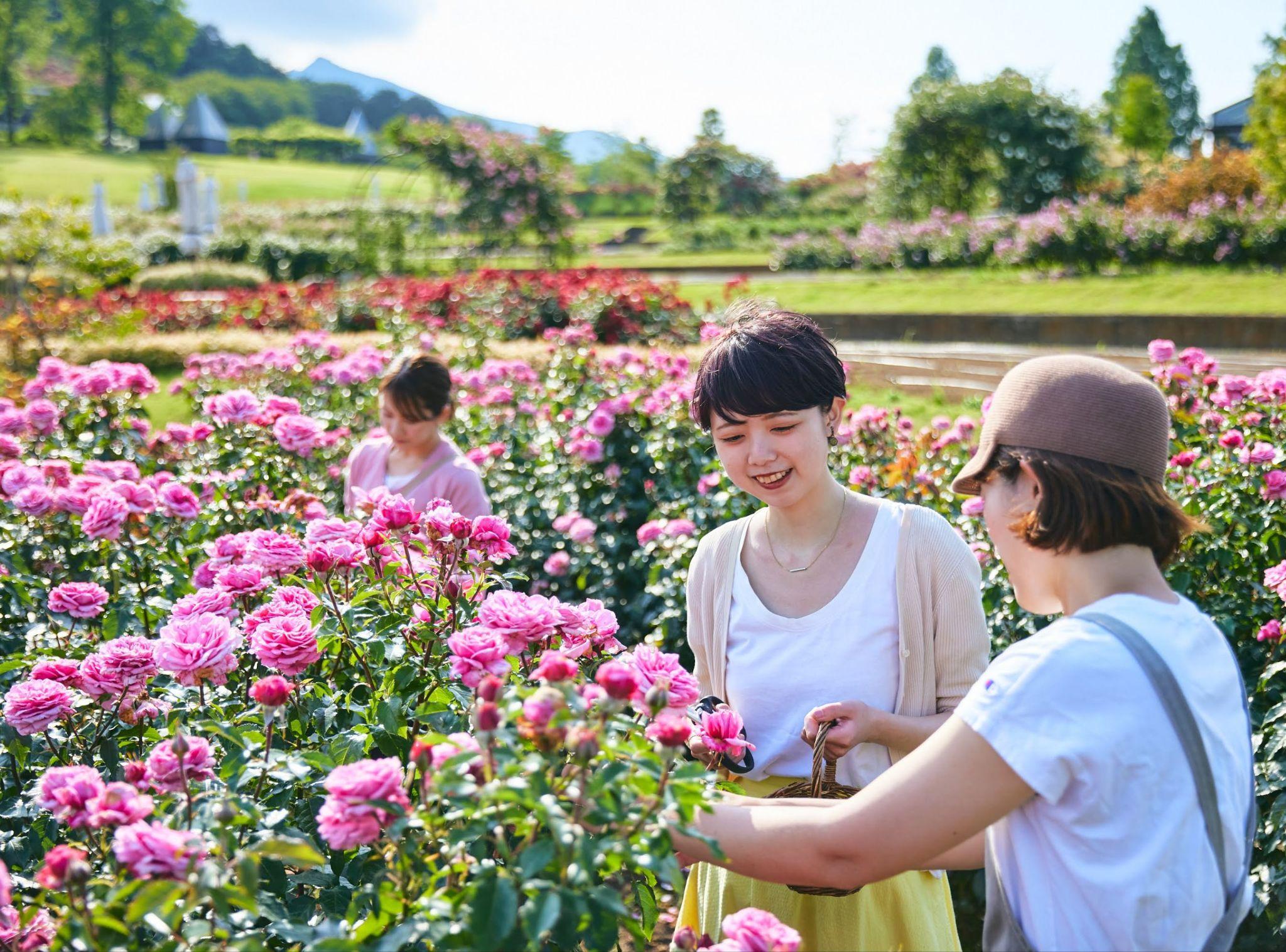 kanto ruc ro nhung mua hoa - 8