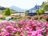 Du khảo - Kanto rực rỡ những mùa hoa
