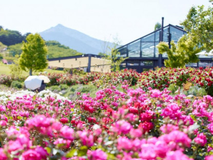  - Kanto rực rỡ những mùa hoa