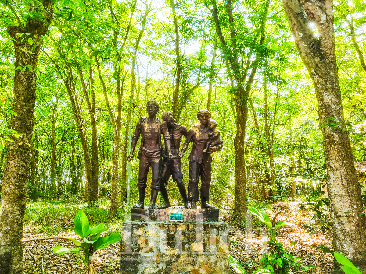 Rừng cao su trăm tuổi kể chuyện phận người ‘đi dễ khó về’ - 16