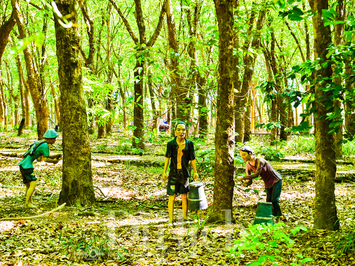 Rừng cao su trăm tuổi kể chuyện phận người ‘đi dễ khó về’ - 8