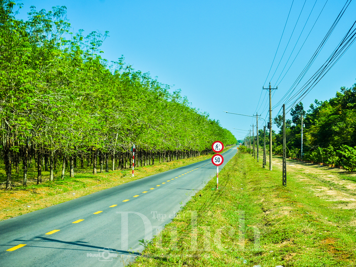 Rừng cao su trăm tuổi kể chuyện phận người ‘đi dễ khó về’ - 2