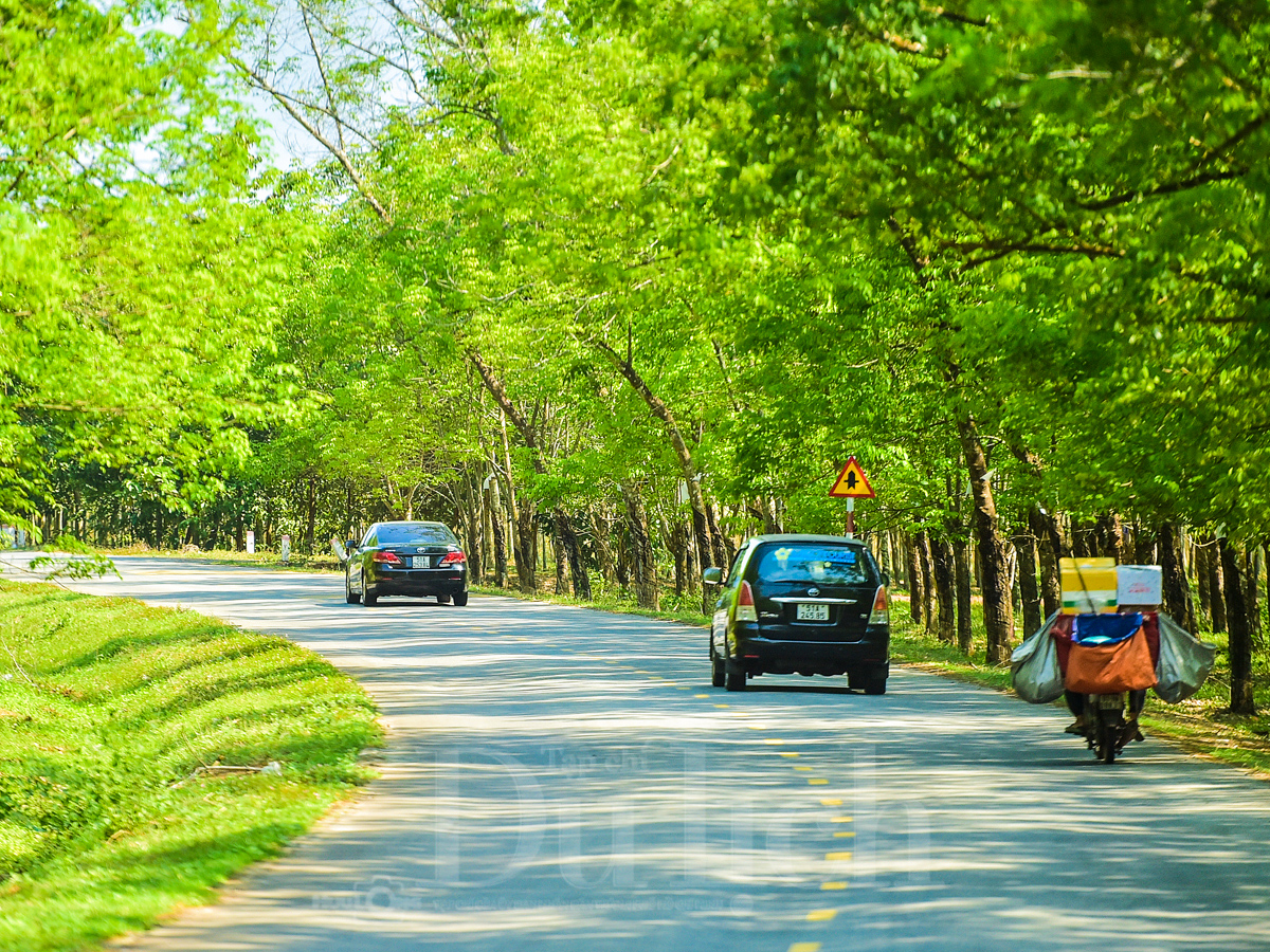 Rừng cao su trăm tuổi kể chuyện phận người ‘đi dễ khó về’ - 18