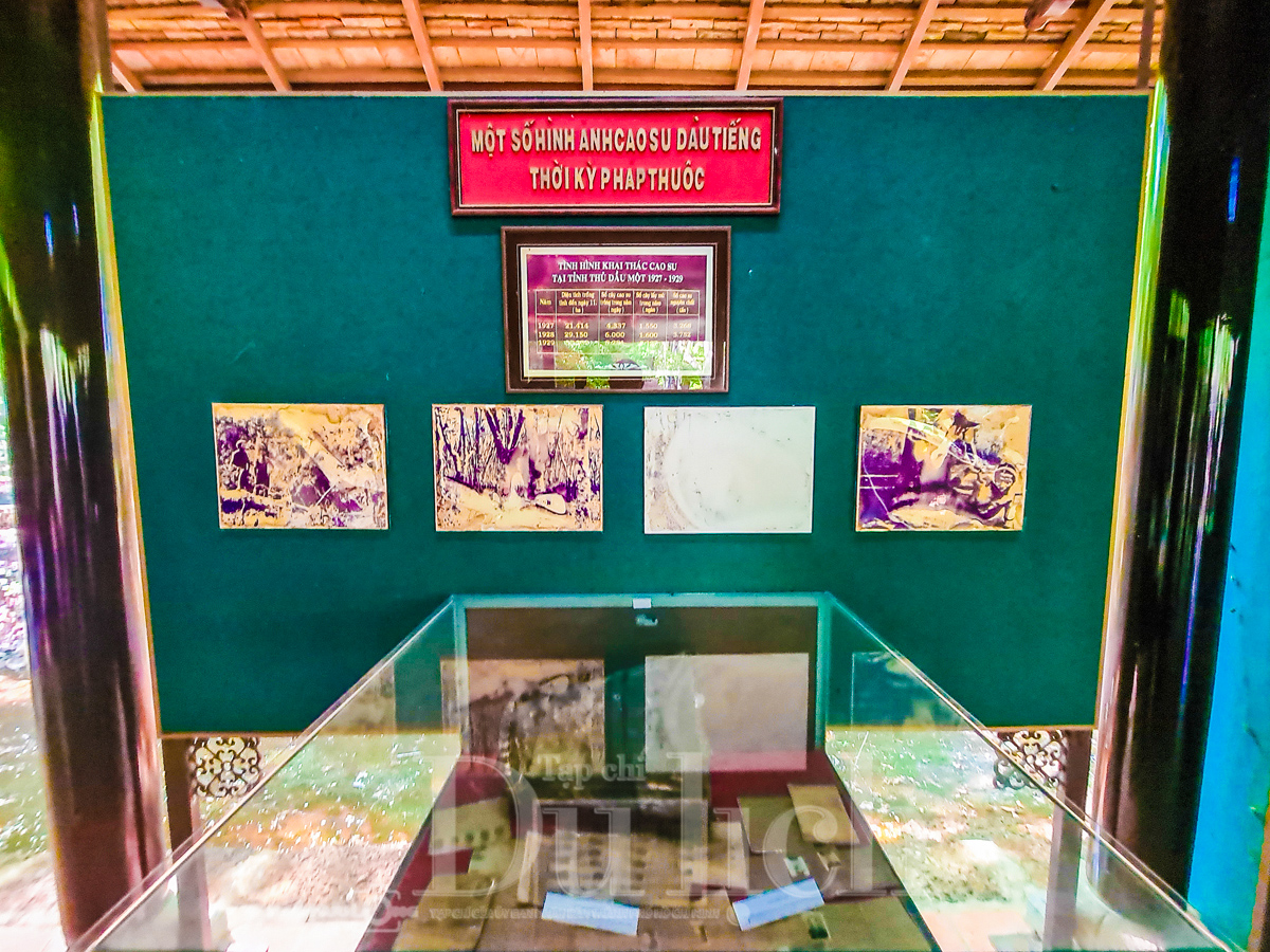 Rừng cao su trăm tuổi kể chuyện phận người ‘đi dễ khó về’ - 5