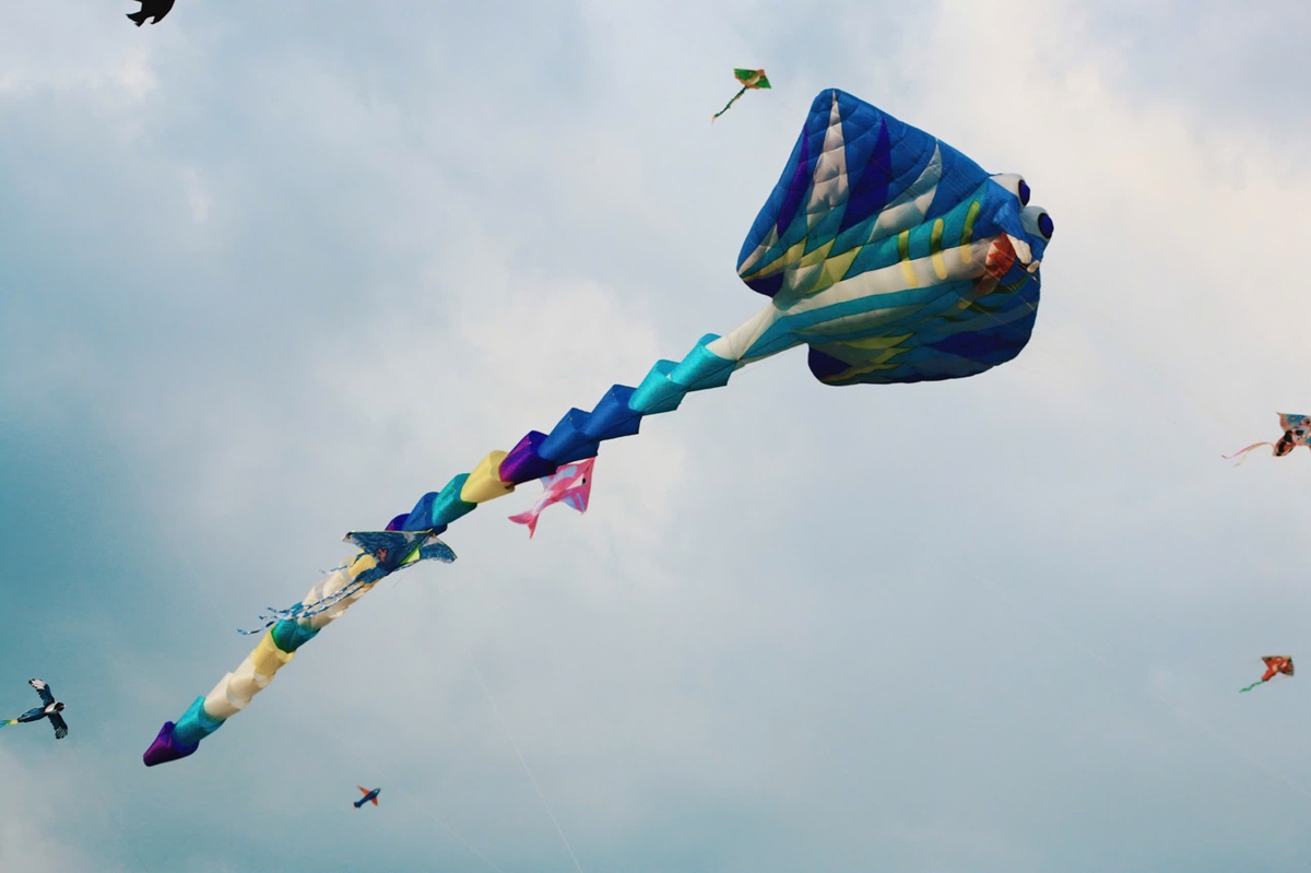 canh dong dieu ngoai o tp.hcm tap nap nguoi den vui choi - 3