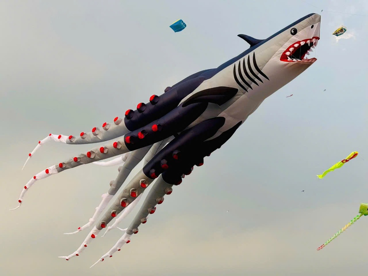 canh dong dieu ngoai o tp.hcm tap nap nguoi den vui choi - 12